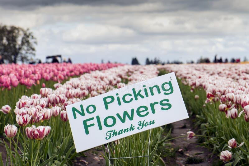 No Picking Flowers stock image. Image of product, picking 37083521