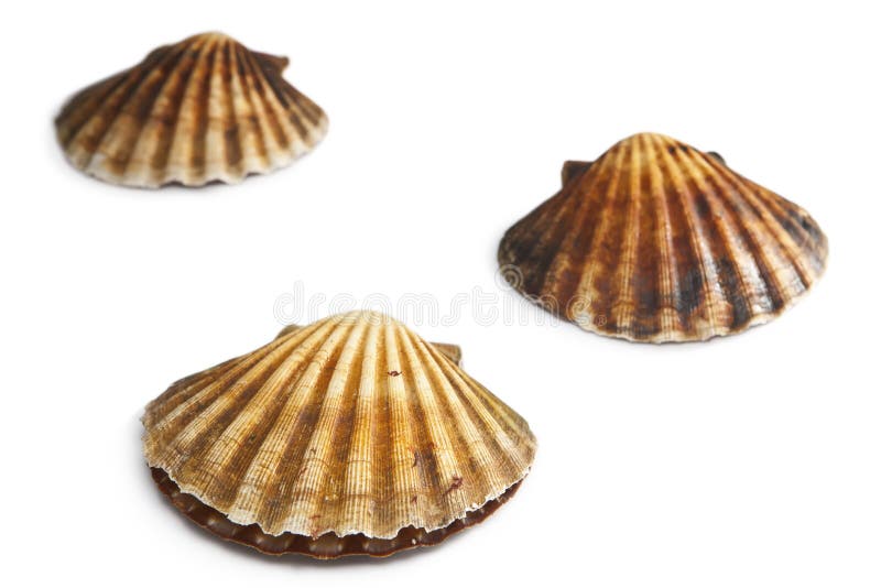 Nos scallops vivos brancos foto de stock. Imagem de textura 26293348