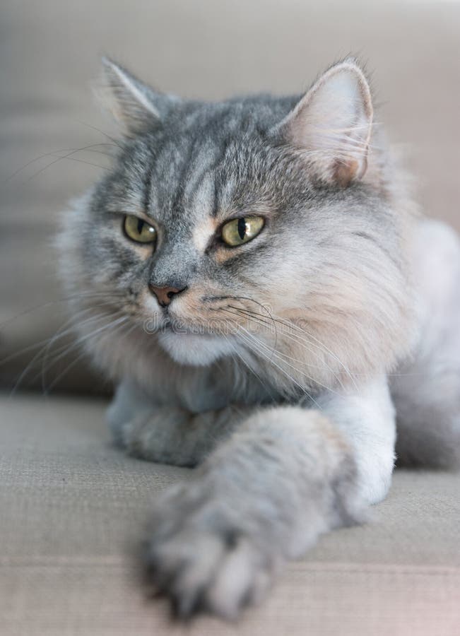 Nobel stolt katt som ligger på soffan Britt med grå färgpäls arkivbilder Nobel stolt katt som ligger på soffan Britt med grå färgpäls arkivbilder