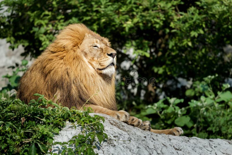 Noble adult male lion resting on stone rock at green bushes background