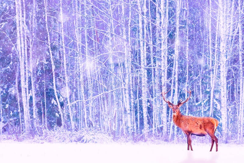 Noble deer against winter snowy forest. Artistic fairy Christmas. Winter seasonal image stock images Noble deer against winter snowy forest. Artistic fairy Christmas. Winter seasonal image stock images