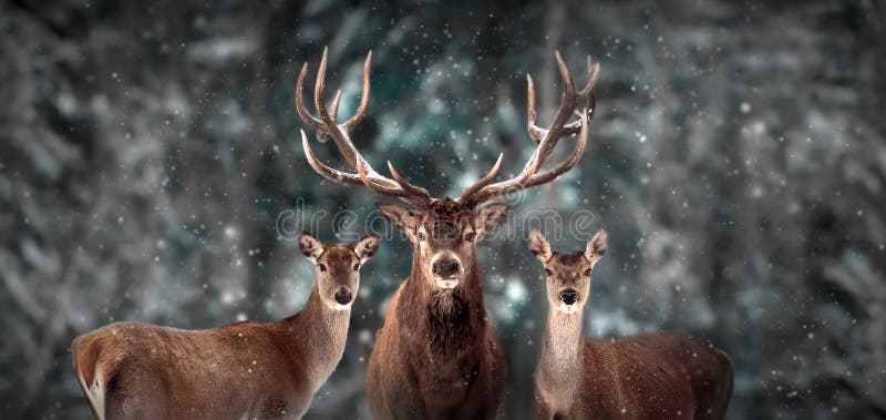 Noble deer family in winter snow forest. Artistic winter Christmas landscape. Winter wonderland.