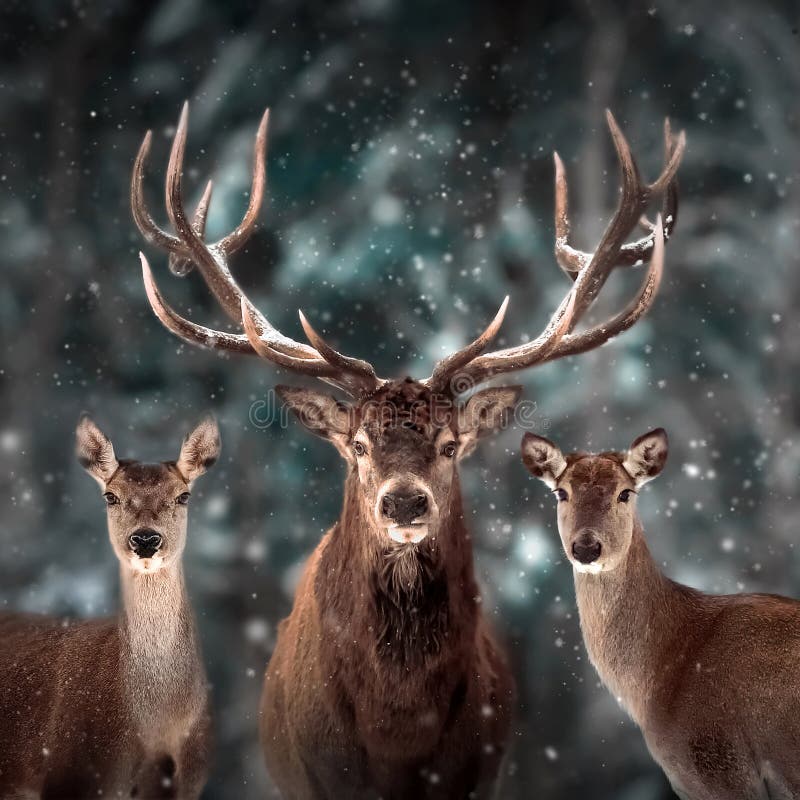 Noble deer family in winter snow forest. Artistic winter Christmas landscape. Square format.