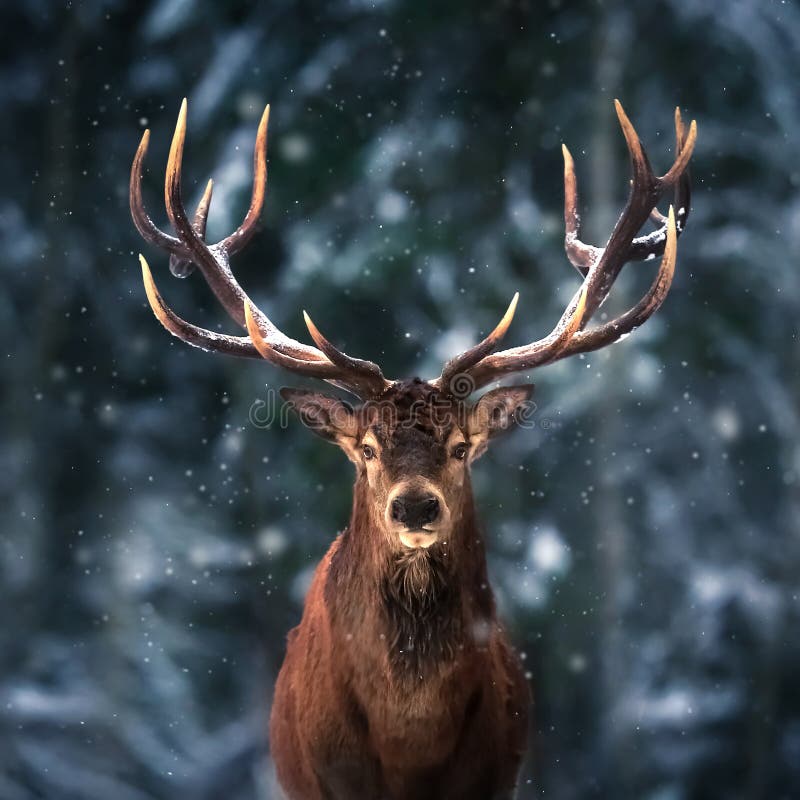 Noble deer male in winter snow forest. Square image