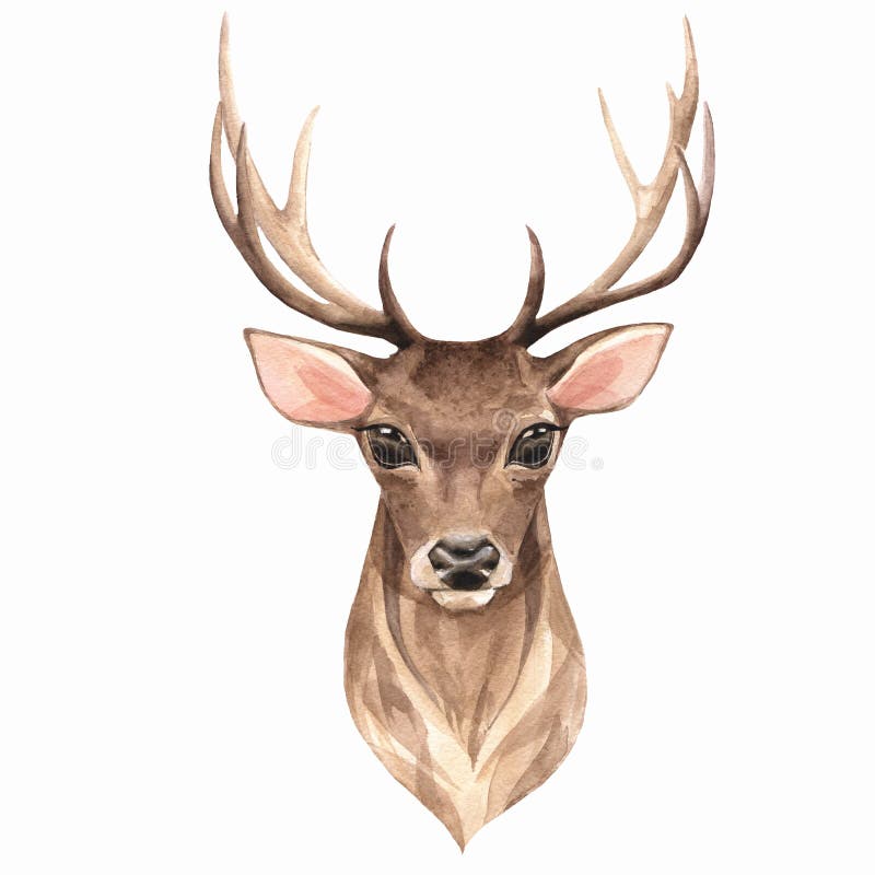Noble deer. Watercolor illustration 1 vector illustration Noble deer. Watercolor illustration 1 vector illustration