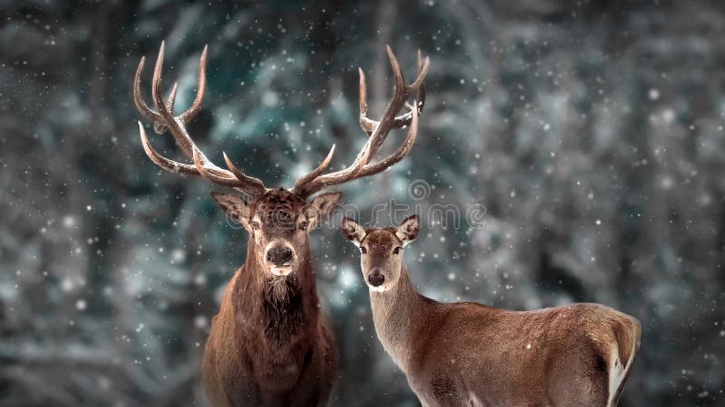 Noble famille de cerfs dans la forêt de neige d'hiver Paysage artistique de Noël d'hiver Les merveilles hivernales