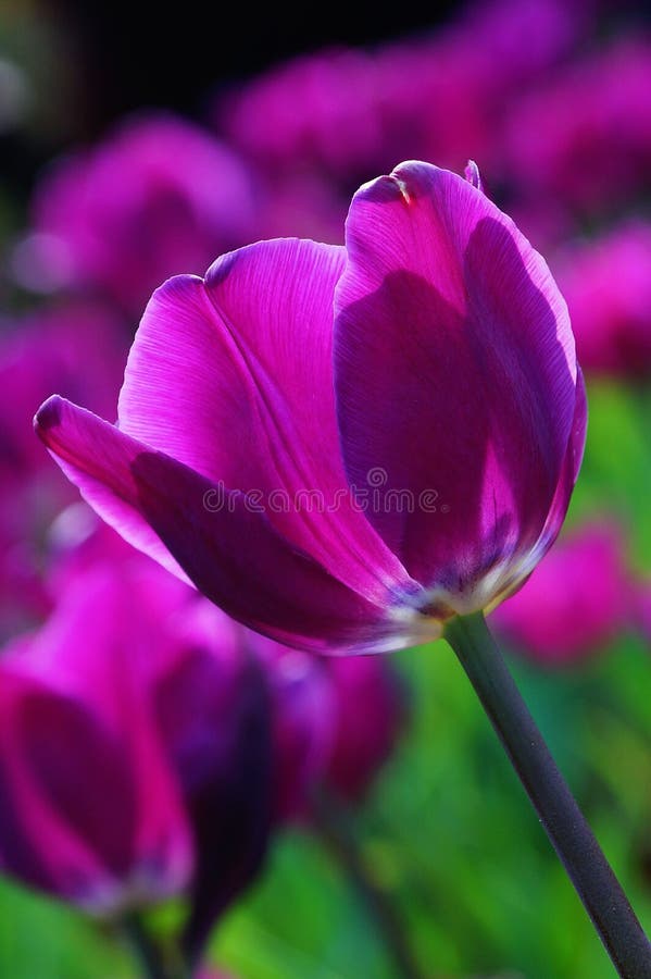 Noble tulips ï¼Œ Purple prince