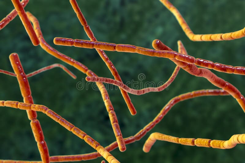 Nocardia Bacteria, 3D Illustration Stock Illustration - Illustration of ...