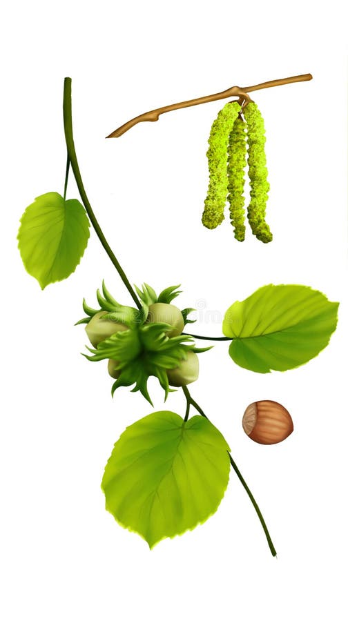 Nocciola medica dell'erba fotografia stock Nocciola medica dell'erba fotografia stock