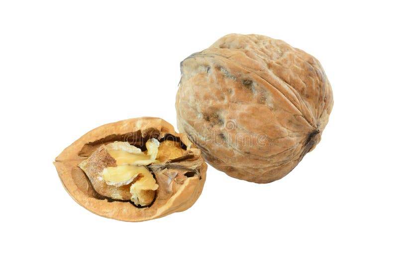 Noce immagini stock Noce immagini stock