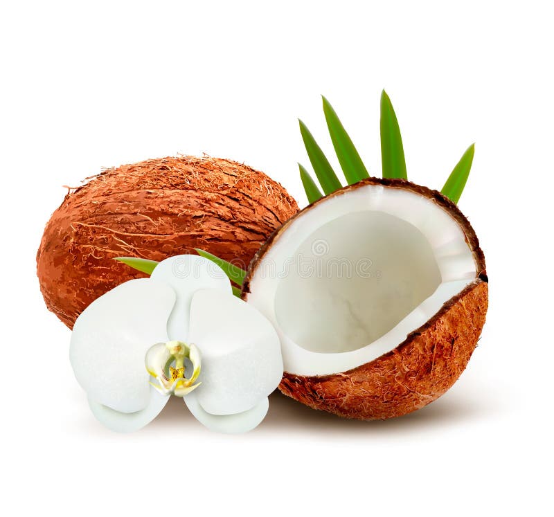 Noce di cocco con le foglie ed il fiore bianco illustrazione di stock Noce di cocco con le foglie ed il fiore bianco illustrazione di stock