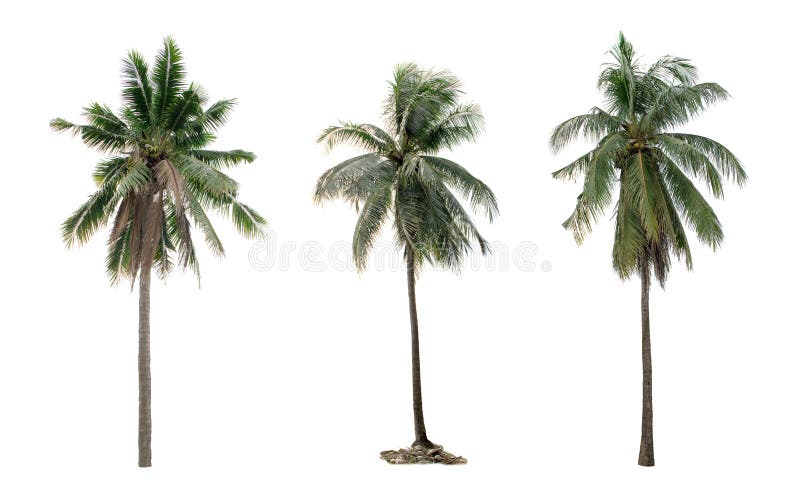 Noce di cocco della palma della raccolta il giardino isolato fotografia stock Noce di cocco della palma della raccolta il giardino isolato fotografia stock