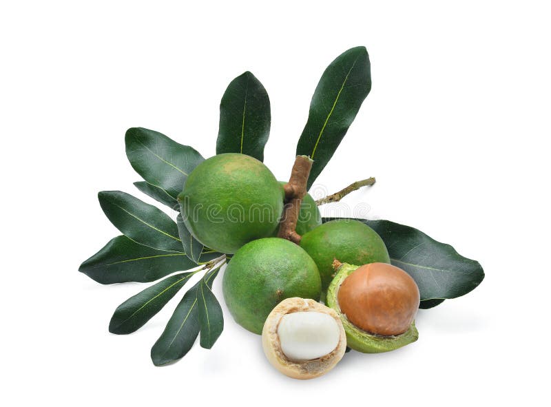 Macadamia con foglie isolata su sfondo bianco immagini stock libere da diritti