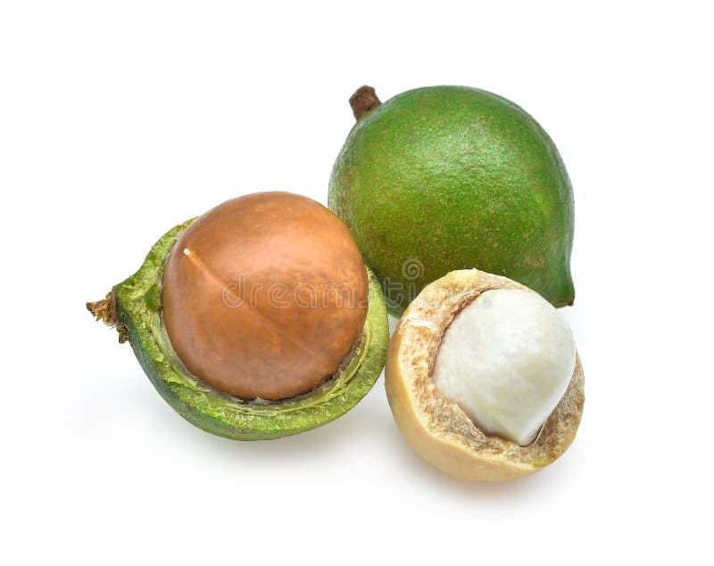 Noce di macadamia isolata su bianco fotografia stock