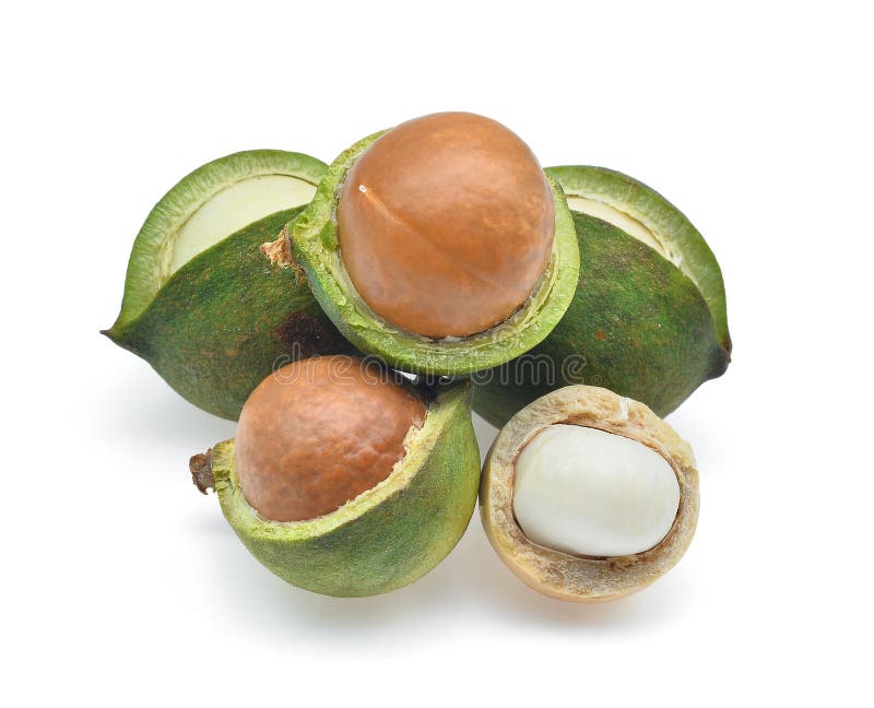 Noce di macadamia isolata su bianco immagine stock libera da diritti