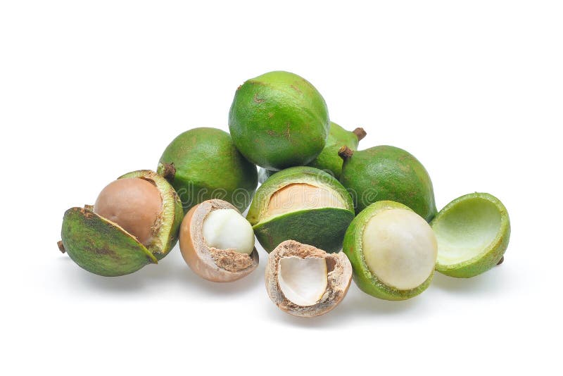 Noce di macadamia isolata su bianco fotografia stock libera da diritti