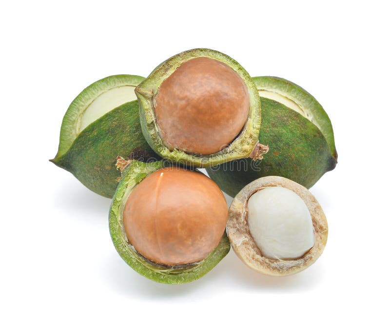 Noce di macadamia isolata su bianco immagini stock