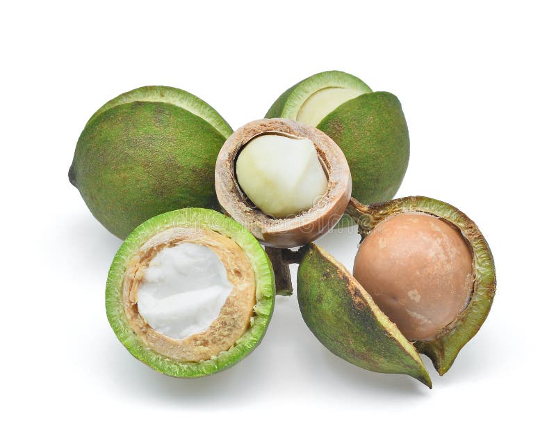 Noce di macadamia isolata su bianco fotografie stock libere da diritti