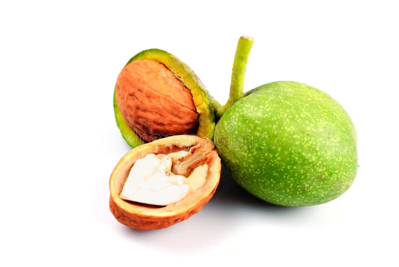Noce isolata fotografie stock