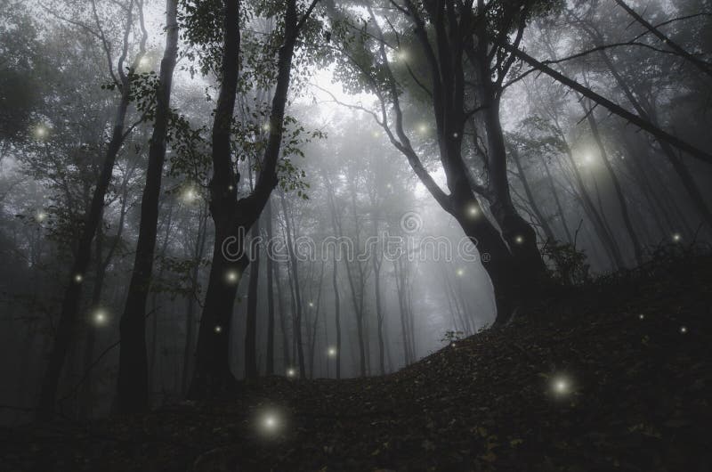 https://thumbs.dreamstime.com/b/noche-en-bosque-encantado-magia-del-cuento-de-hadas-69707155.jpg