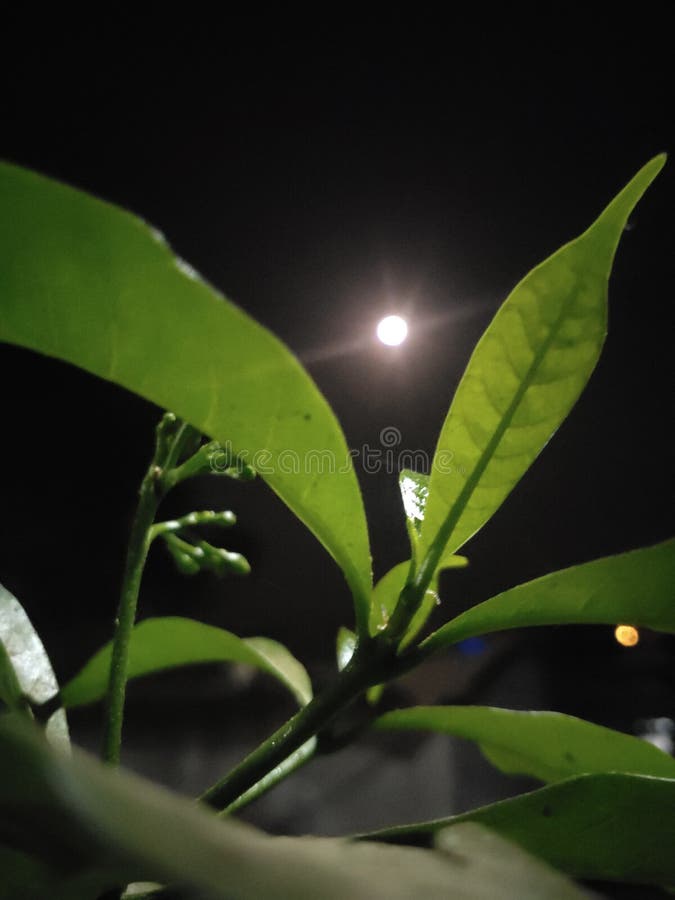 Noche Luna Llena Con Hermosas Hojas Foto de archivo - Imagen de hojea,  flores: 210649702