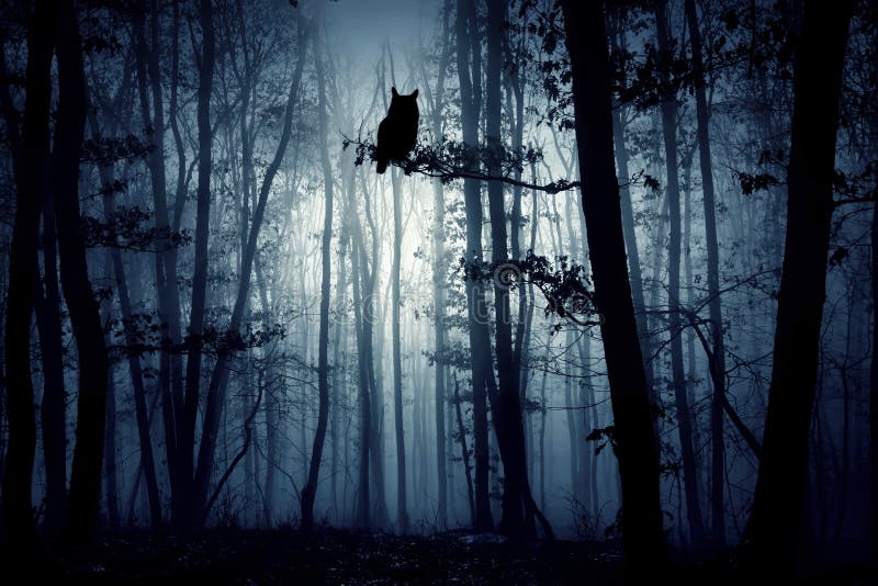 https://thumbs.dreamstime.com/b/noche-m%C3%A1gica-en-el-bosque-concepto-de-halloween-encantado-bruma-misteriosa-por-la-197843185.jpg