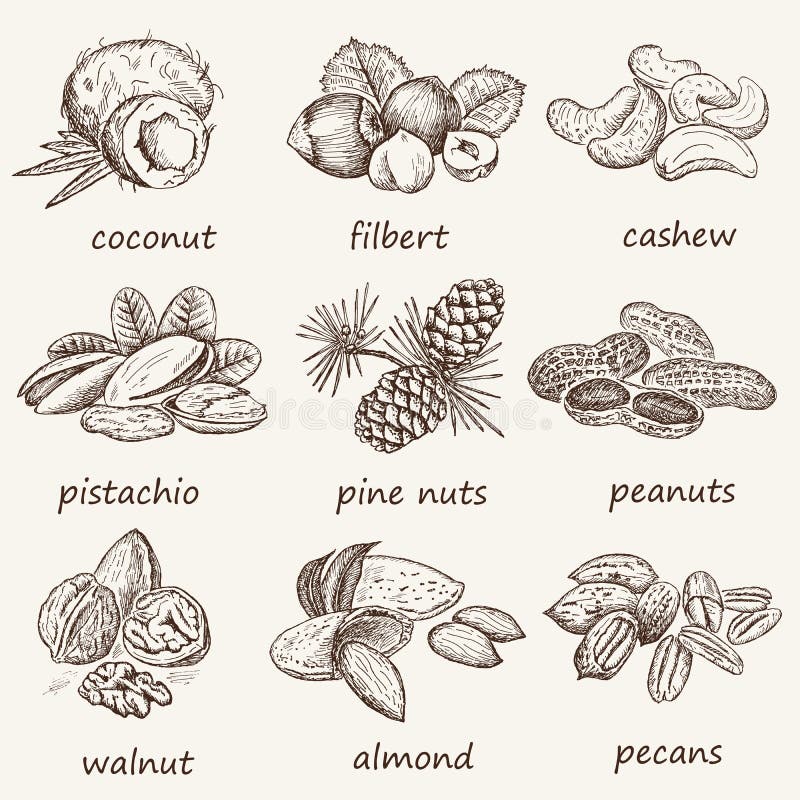 Set di noci royalty illustrazione gratis