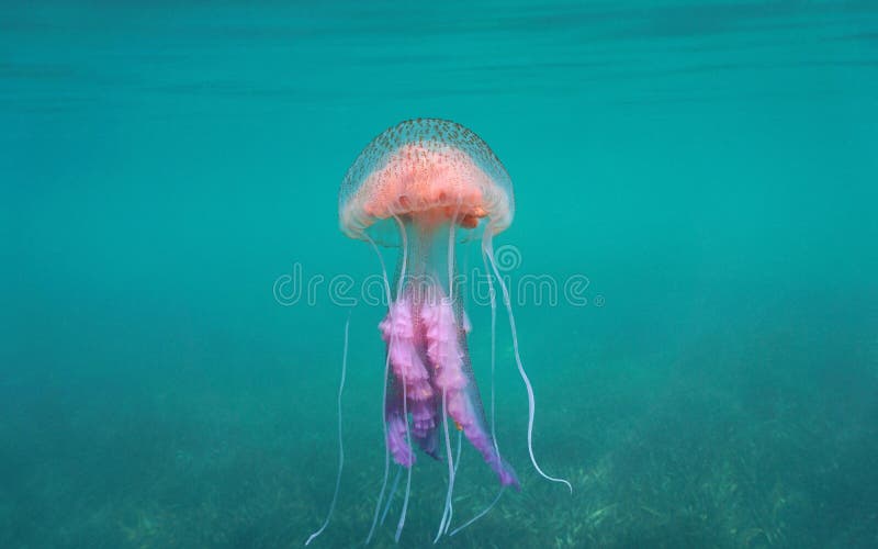 Mauve stinger jellyfish Pelagia noctiluca, Mediterranean sea, Spain. Mauve stinger jellyfish Pelagia noctiluca, Mediterranean sea, Spain