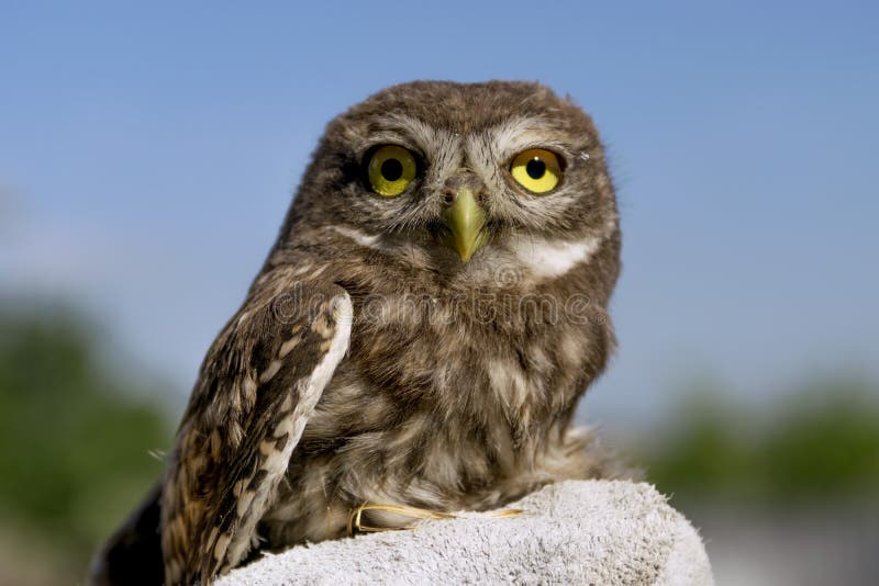 Owl &#x28;Athene noctua&#x29;.  Wild bird close-up.  Owl chick. Owl &#x28;Athene noctua&#x29;.  Wild bird close-up.  Owl chick