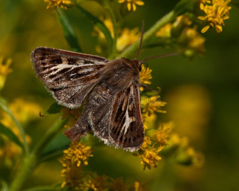 Noctuidae Cerapteryx graminis royalty free stock images Noctuidae Cerapteryx graminis royalty free stock images