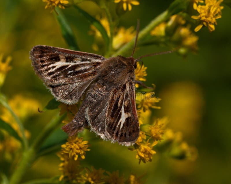 Noctuidae Cerapteryx graminis