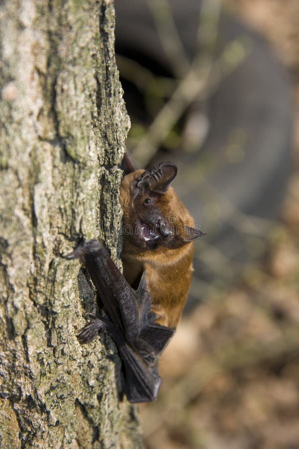 Noctule commun (noctula de Nyctalus) image libre de droits Noctule commun (noctula de Nyctalus) image libre de droits