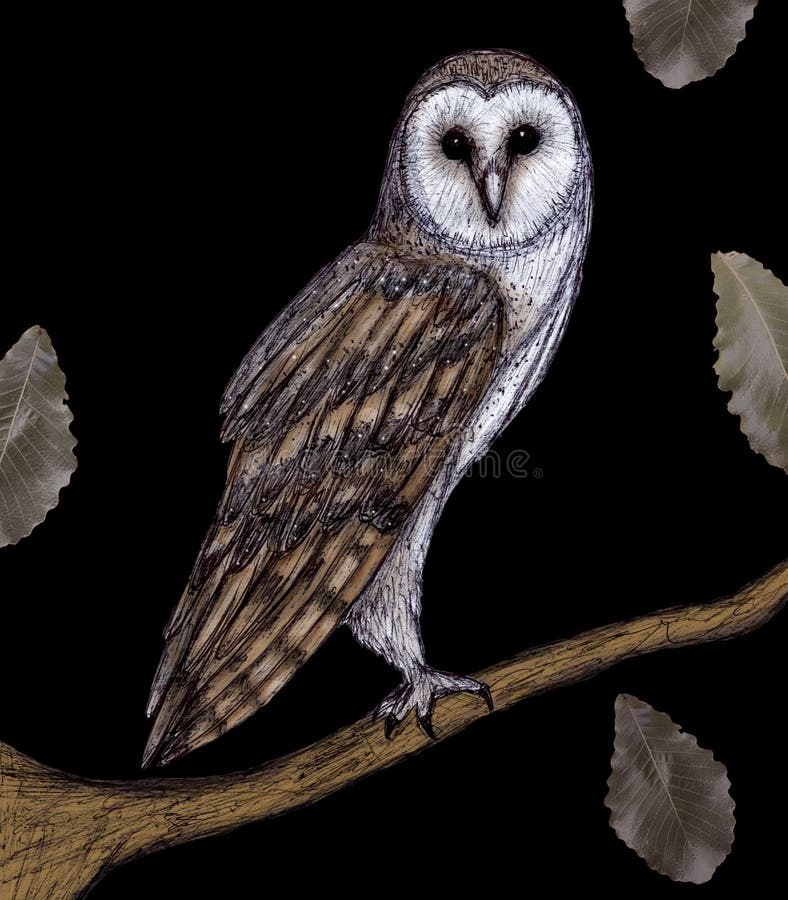 https://thumbs.dreamstime.com/b/nocturnal-animal-owl-illustration-handmade-digital-color-drawn-pen-realistic-background-leaves-artistic-combination-131552862.jpg