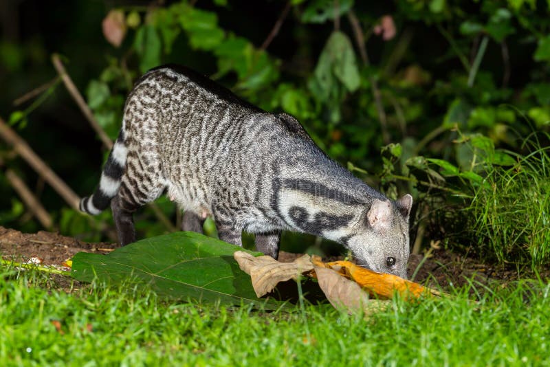 Nocturnal Animals Viverra Zibetha Stock Photo Image 