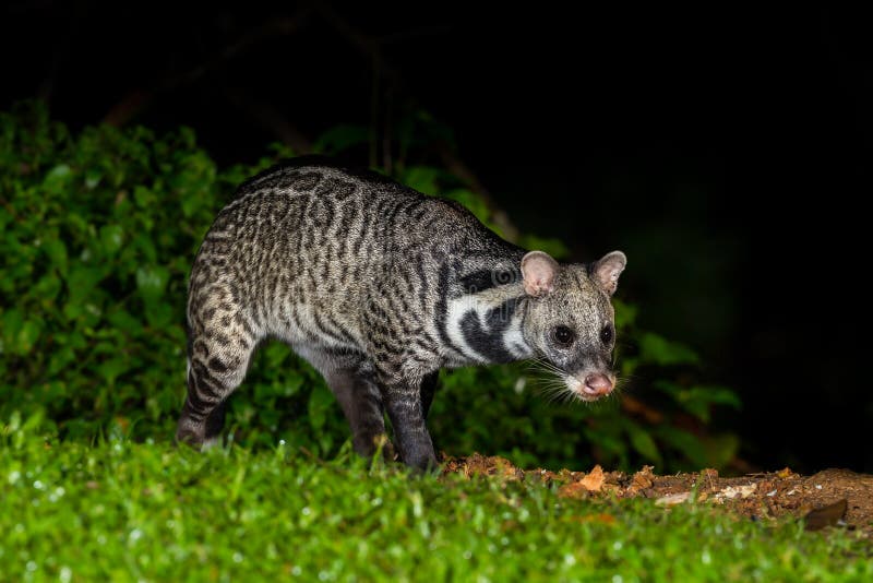 Nocturno los animales hallazgo alguno comida en naturaleza sobre el, tailandia.