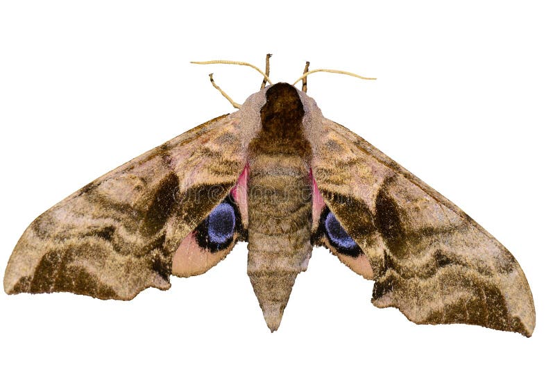 Nocturnal butterfly stock image. Image of brightly, insects 85572301