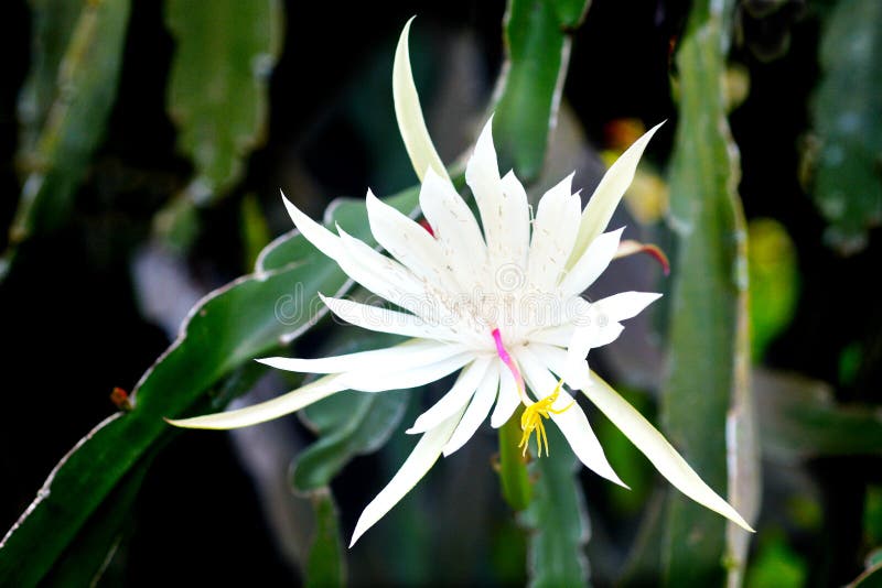 Nocturnal Pitahaya Dragon fruit flower blossom royalty free stock image Nocturnal Pitahaya Dragon fruit flower blossom royalty free stock image