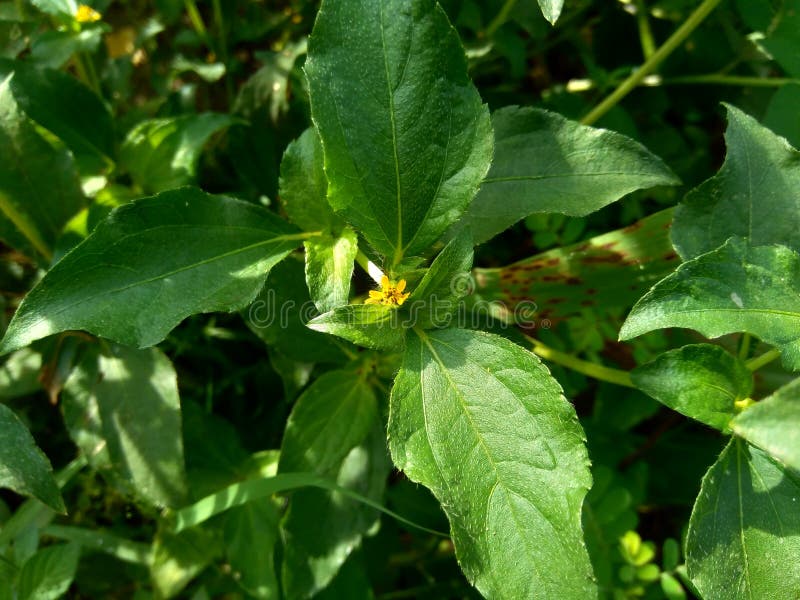 Synedrella nodiflora