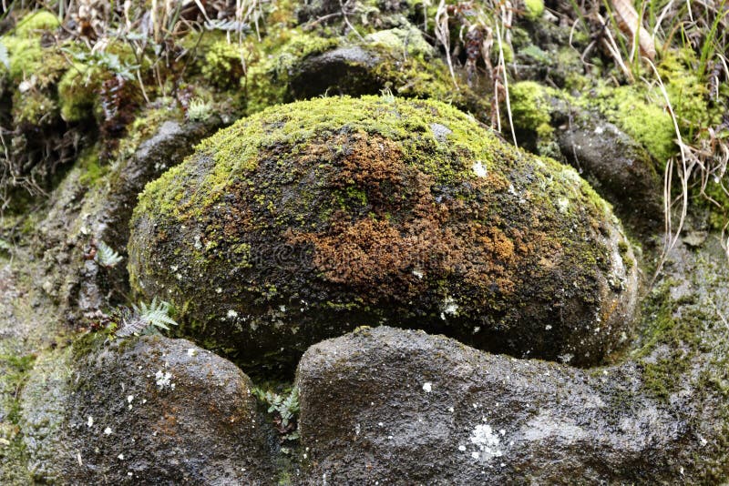 Nodule stock image. Image of moss, sand, nichinancho - 84119593