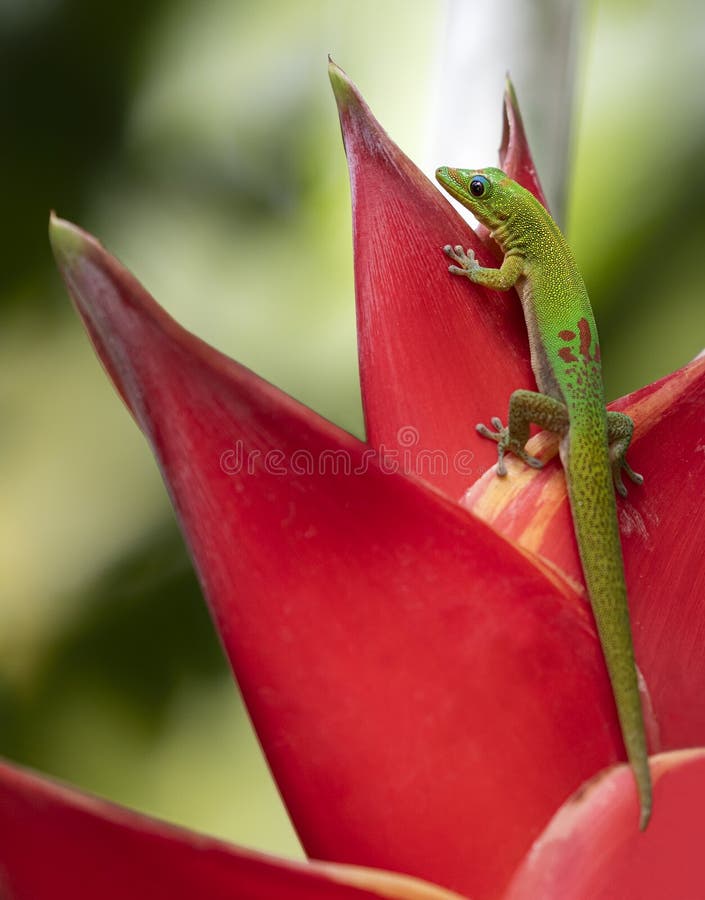 Noggrann vy av guldstoftdag gecko Phelsuma laticauda fotografering för bildbyråer