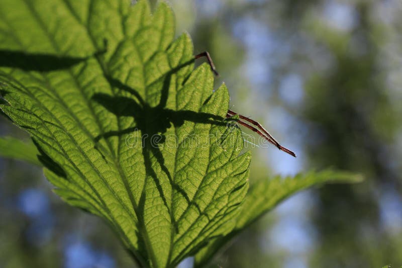 Noggrannhet i spindelnätet, proppade tassar fotografering för bildbyråer