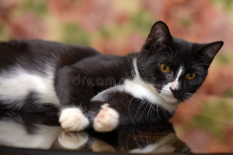 Noir Avec Le Chat Mignon Blanc Image Stock Image Du