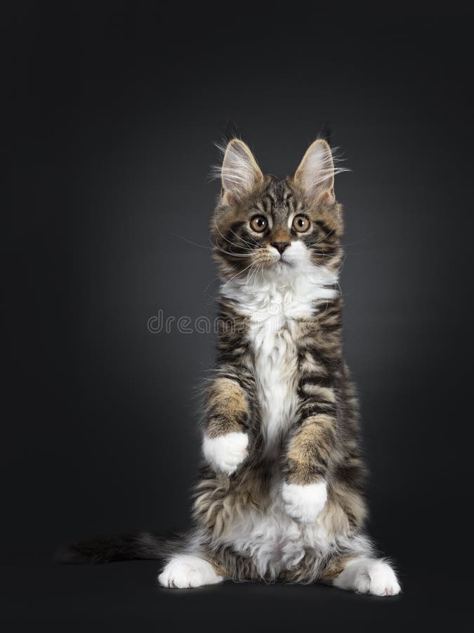 Noir Beau Tigr Avec Le Chaton Blanc De Maine Coon Sur Le Noir Image Stock Image Du Majestueux Ours Noir Beau Tigr Avec Le Chaton Blanc De Maine Coon Sur Le Noir Image Stock Image Du Majestueux Ours