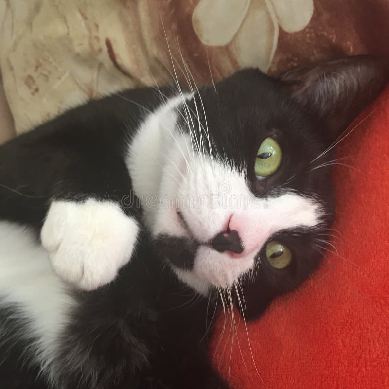 Toile Peinture Hulya Ozdemir Oeuvre Coloré Mur Art Photo Affiches Noir