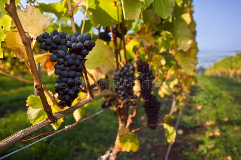 noir pinot виноградин стоковое изображение noir pinot виноградин стоковое изображение