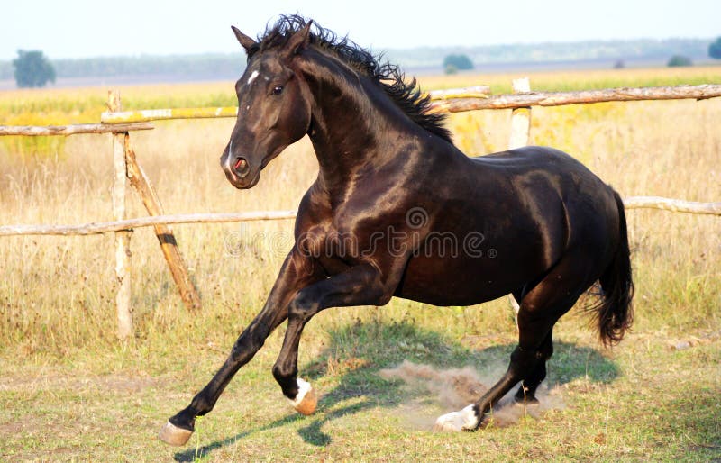 Noircissez l'étalon photographie stock Noircissez l'étalon photographie stock