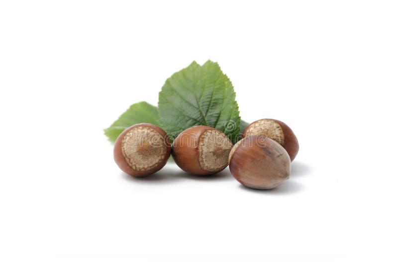 Noisettes images stock Noisettes images stock