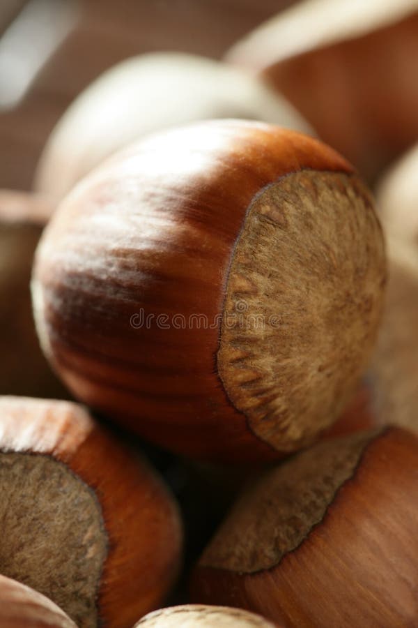 Delicious hazelnuts, macro detail, warm golden light, studio shot. Delicious hazelnuts, macro detail, warm golden light, studio shot