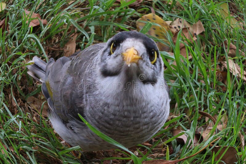 Little Australian bird with huge eyes called noisy miner, edited using fish eye camera effect stock photography Little Australian bird with huge eyes called noisy miner, edited using fish eye camera effect stock photography