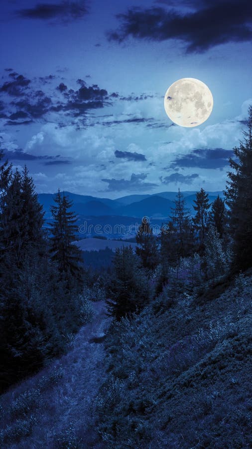 A noite anda na floresta da montanha sob a luz de lua foto de stock A noite anda na floresta da montanha sob a luz de lua foto de stock